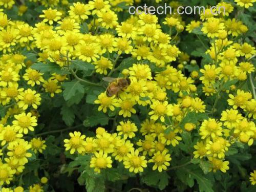 桑叶与野菊花的实物图