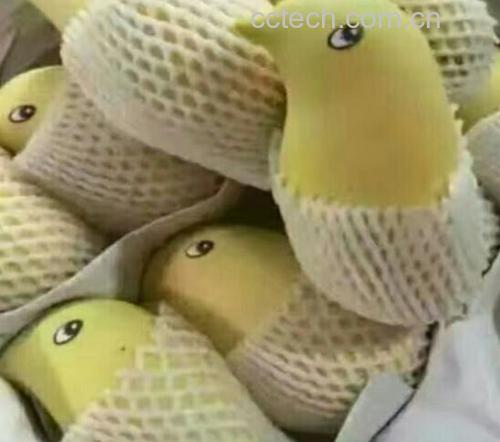 鹰嘴芒果剖面展示果核大小差异