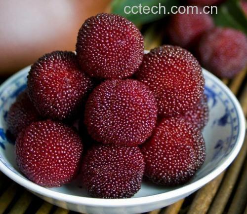 杨梅果酱制作