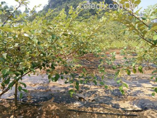 青枣果园种植场景