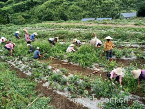 野菊花采摘图