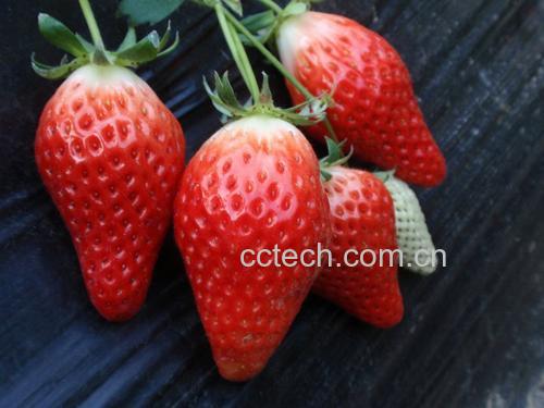 甜宝草莓的成熟果实特写