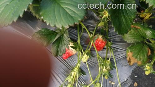 甜宝草莓与其他水果对比图