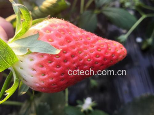 甜宝草莓在阳光下的果实特写