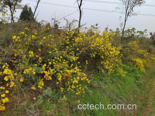 野菊花盛开在田野间