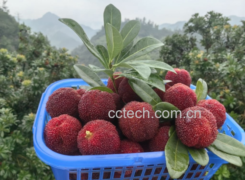 东魁杨梅果篮