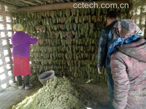杨梅清洗晾干过程