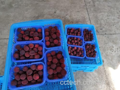 新鲜采摘的仙居东魁杨梅摆放在竹篮中