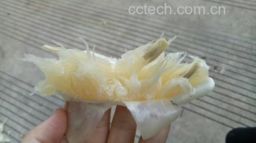沙田柚果实特写