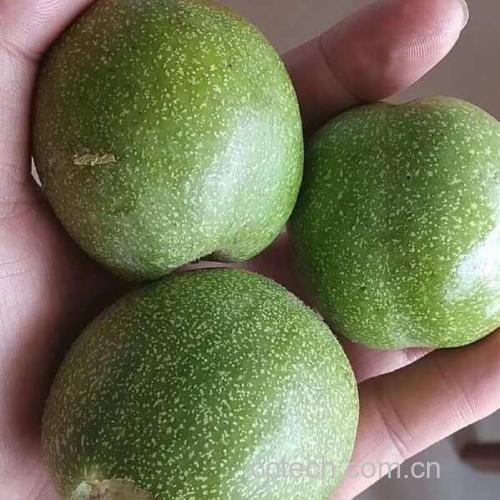 榴莲果柄与果刺对比图
