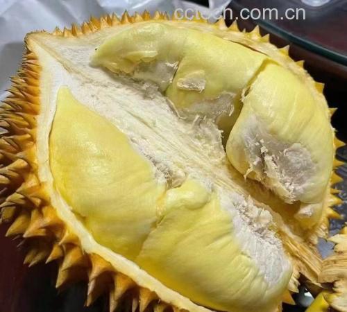 金枕头榴莲整体外观