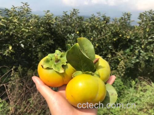 脆柿切开展示果肉