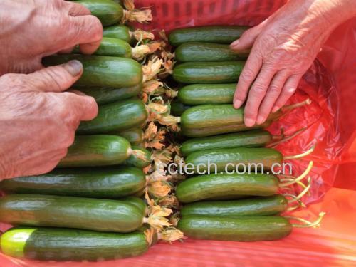 小黄瓜在阳光下新鲜摆放的场景