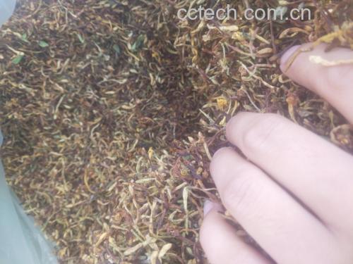 青翘泡茶示意图