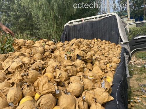黄桃采摘与储存方式
