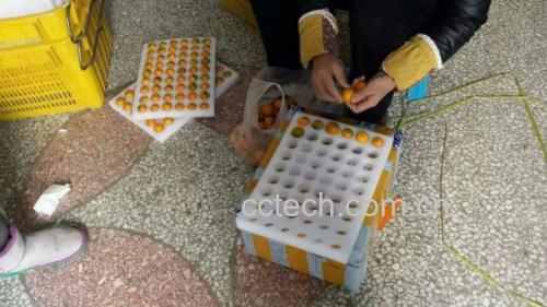 金桔清洗步骤图