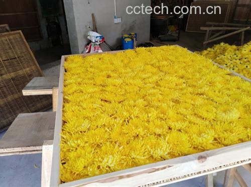 金丝皇菊茶饮成品图