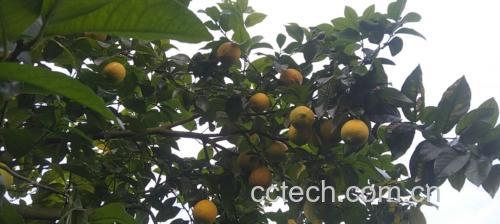 安岳柠檬在阳光下展示其金黄果皮与饱满果实