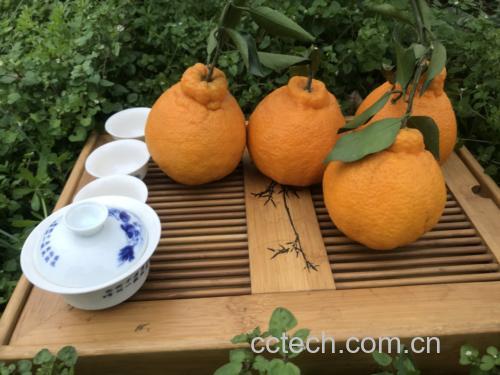 金桔与普洱茶原材料展示
