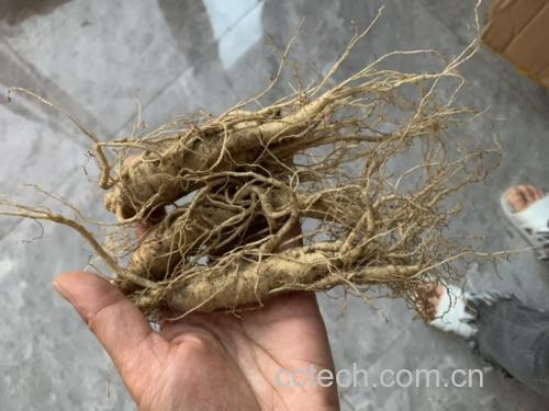 人参切片展示其新鲜质地