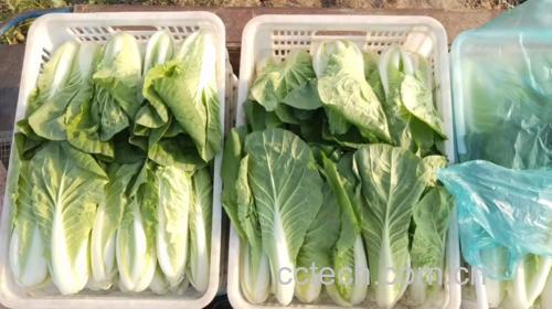 保鲜人参食材展示