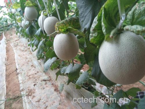 哈密瓜种植园中果实逐渐形成网纹的过程