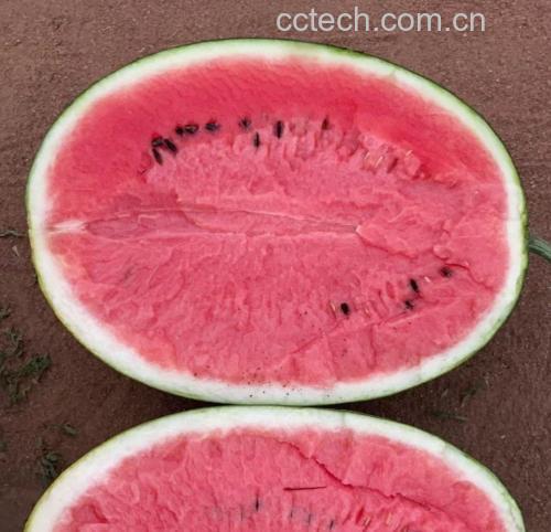人参果切开展示果肉细节