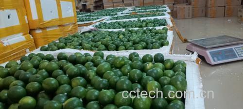 甘草金桔包装与食用场景