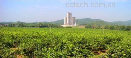 安岳柠檬茶园与茶叶加工场景