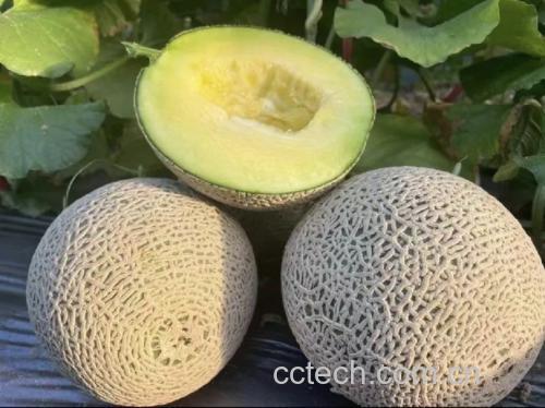 刮除瓜瓤
