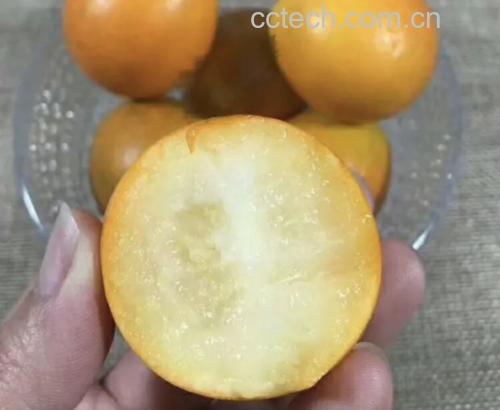 小金桔果皮与果肉结构图