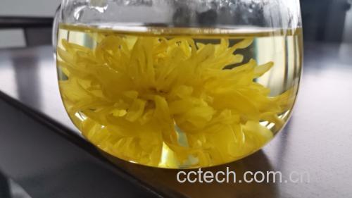 金丝皇菊花茶泡制过程