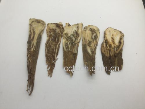 当归根部切片图