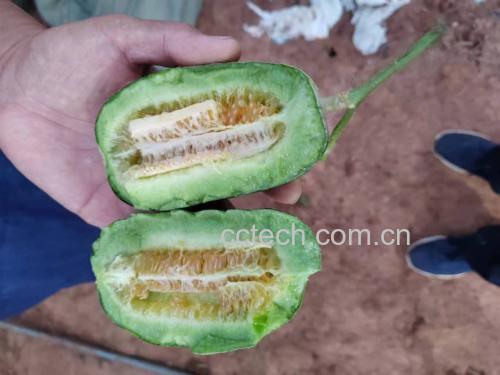 不知火柑果肉剖面图