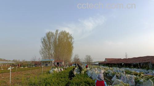 沙棘种植基地实景图
