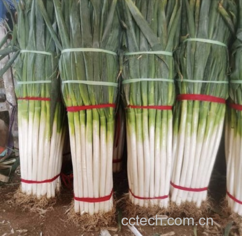 铁杆大葱在厨房中的应用