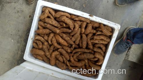 天麻白术丸药材原料图