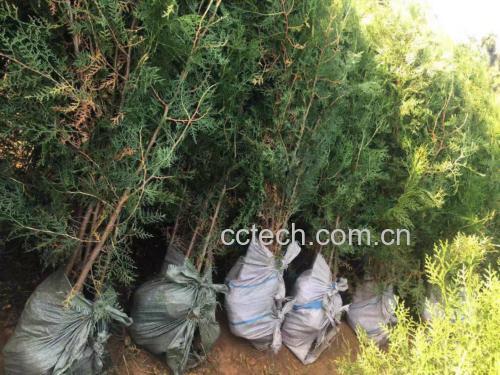 侧柏籽产品包装展示图