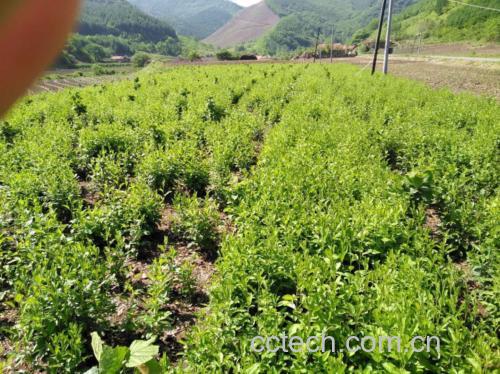 白术种植地实景图