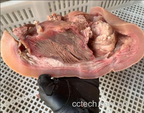 西门塔尔牛肉的切割部位图示
