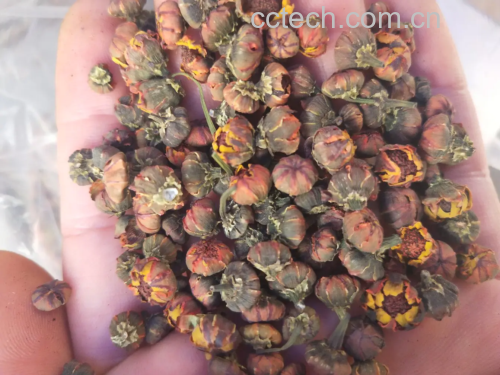 胎菊蜂蜜面膜制作图