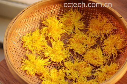 金丝皇菊茶