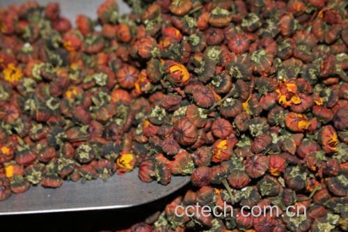 胎菊王与枸杞搭配泡茶