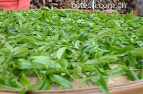松针茶制作过程图