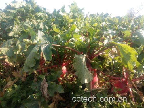红皮白心萝卜种植基地实景图