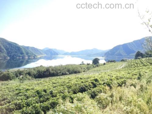 北五味子种植基地图