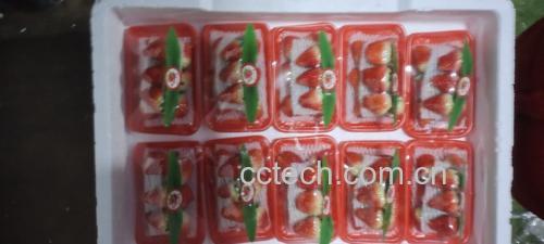 奶油草莓在冷藏保鲜盒中整齐摆放