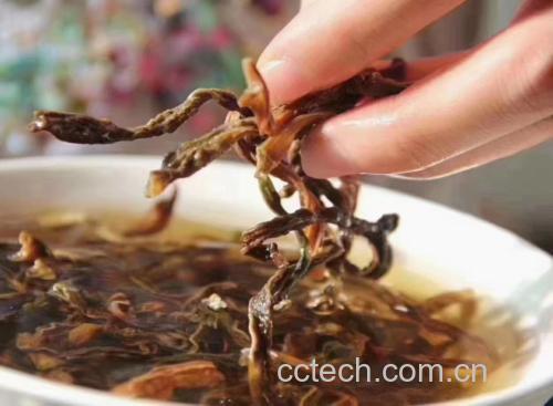 侧柏茶的制作过程