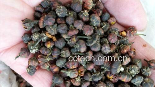 胎菊王茶饮搭配示意图