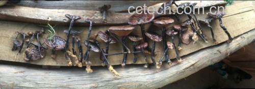 侧柏炭中药材展示图